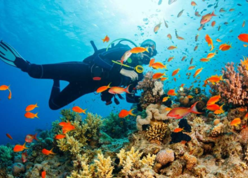 Best Scuba Diving At Malva Goa